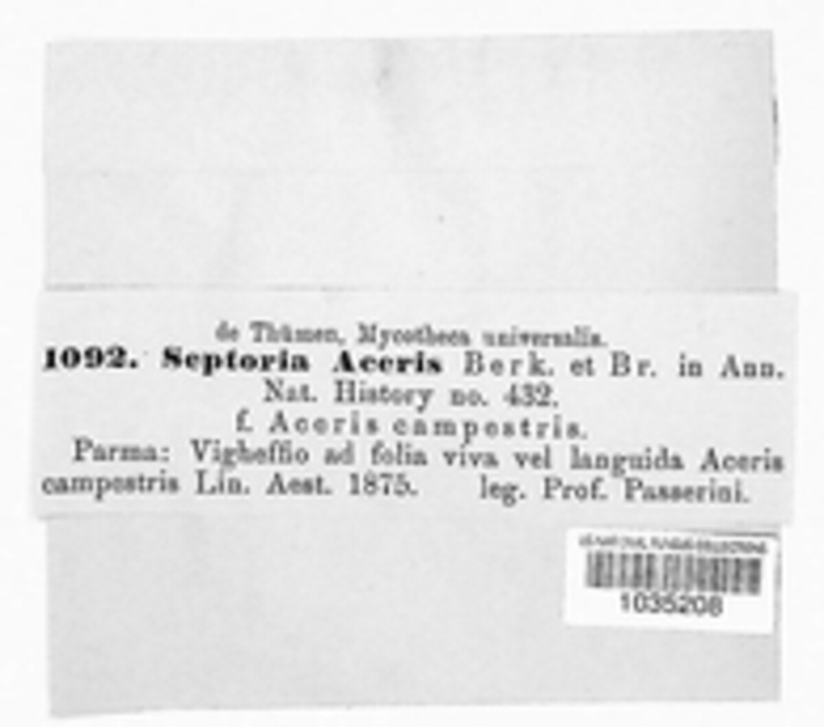 Phloeospora aceris image
